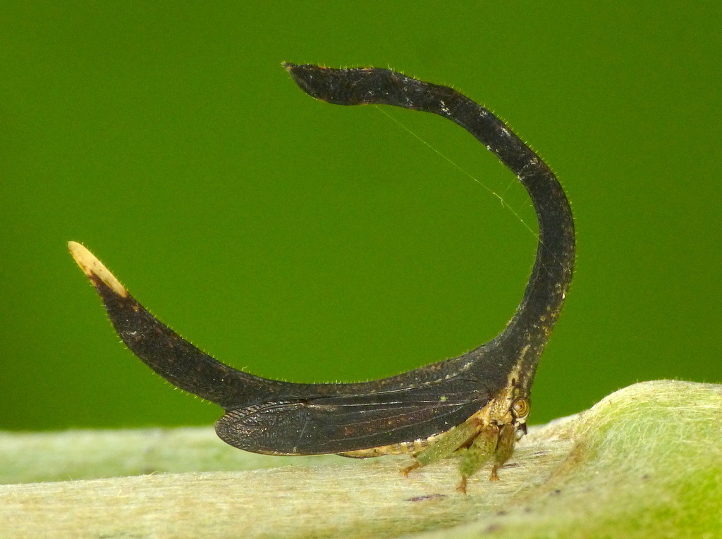 Cladonota Apicalis Insectos De Veracruz Parte 1 · Inaturalist 9824