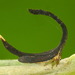 Cladonota apicalis - Photo (c) Andreas Kay, algunos derechos reservados (CC BY-NC-SA)