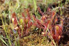 Drosera × obovata