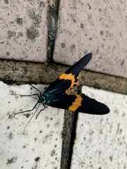 Milionia zonea pryeri