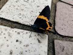 Milionia zonea pryeri