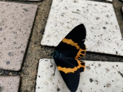 Milionia zonea pryeri