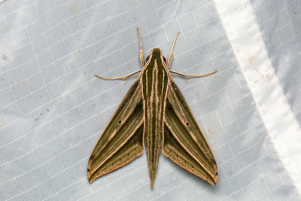 Theretra hausmanni