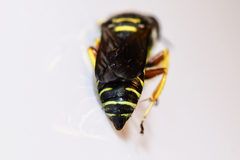 Ectemnius decemmaculatus