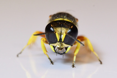 Ectemnius decemmaculatus