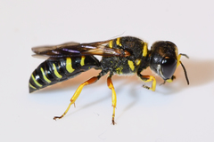 Ectemnius decemmaculatus