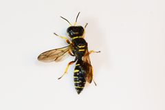 Ectemnius decemmaculatus