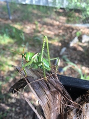 Neobarrettia spinosa
