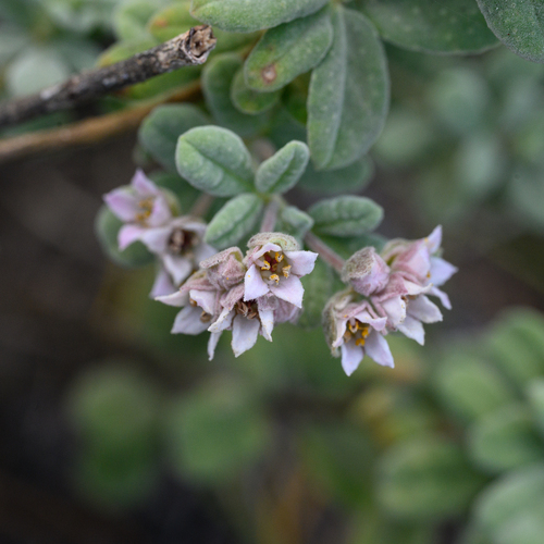 Zieria littoralis J.A.Armstr.