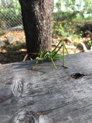 Neobarrettia spinosa