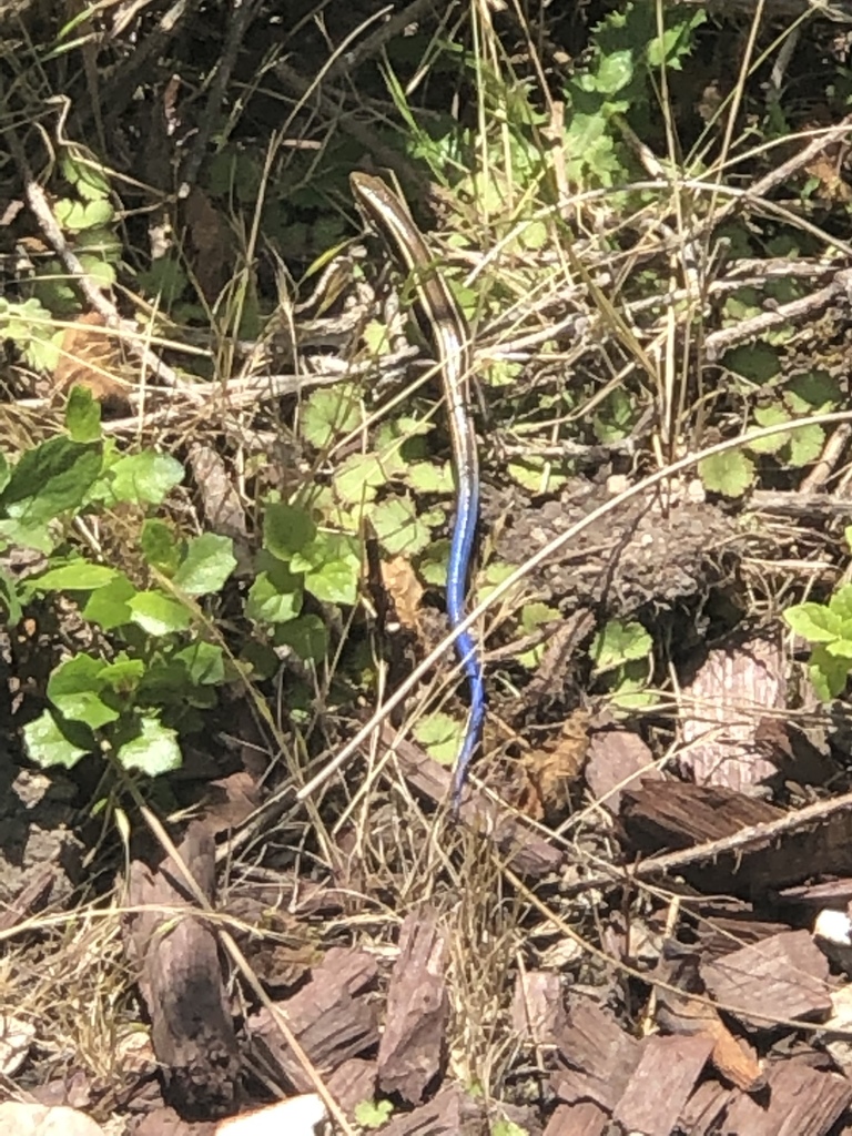 Western Skink from 94074, San Gregorio, CA, US on June 18, 2019 at 12: ...