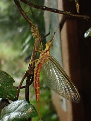 Ephemera orientalis
