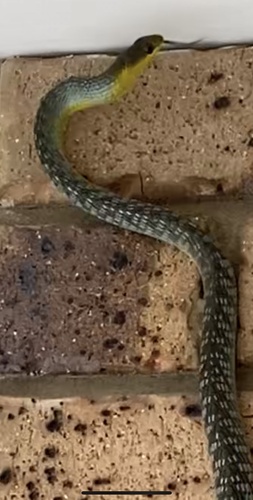 Common Tree Snake sighting