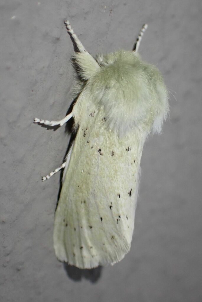 Phyllaliodes