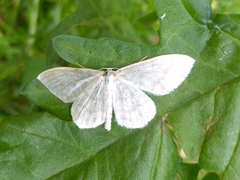 Scopula floslactata