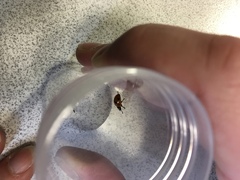 Coccinella septempunctata