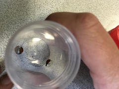 Coccinella septempunctata