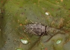 Lepidopsocidae
