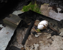 Columba livia domestica