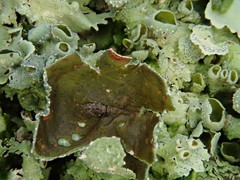 Lepidopsocidae