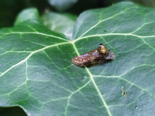 Ledra aurita