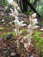 Cephalanthera austiniae