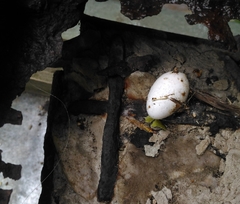 Columba livia domestica
