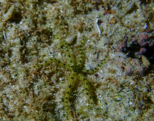 Ophiocomella sexradia observed 2024-08-24