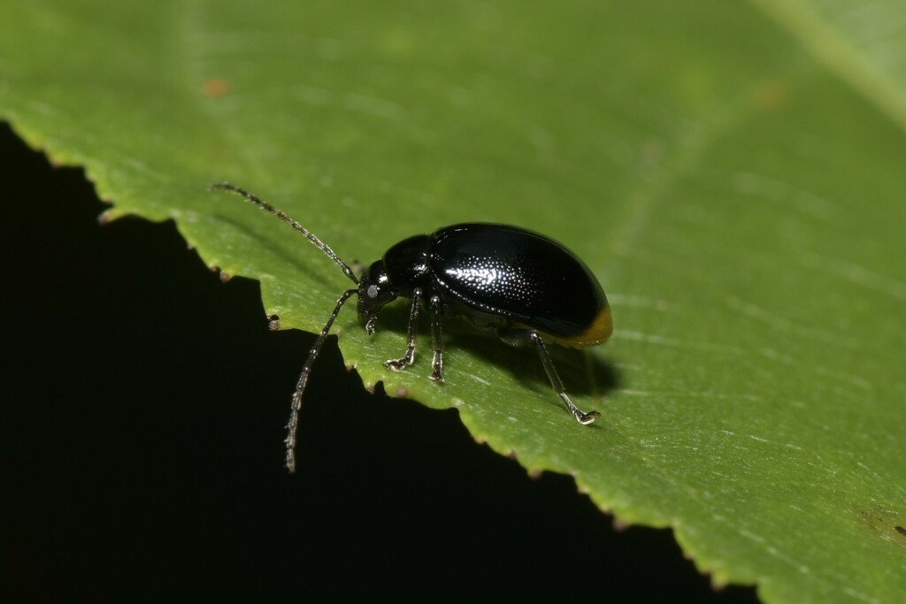 Cassena terminalis