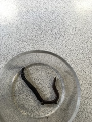Oligochaeta