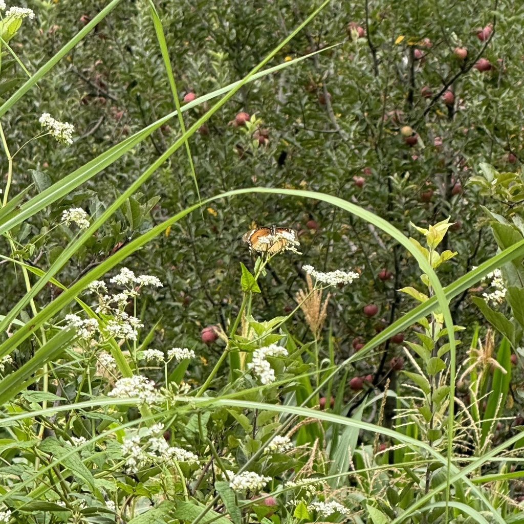金斑蛱蝶（Hypolimnas misippus）