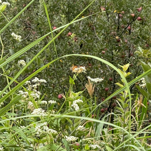 Danaid Eggfly photo 2