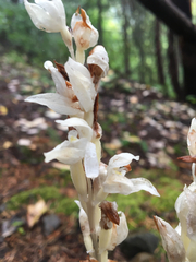Cephalanthera austiniae