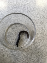 Oligochaeta