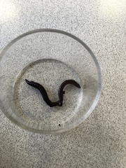 Oligochaeta