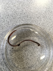 Oligochaeta