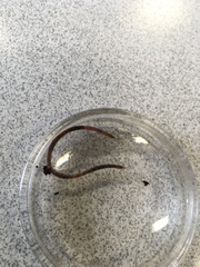 Oligochaeta