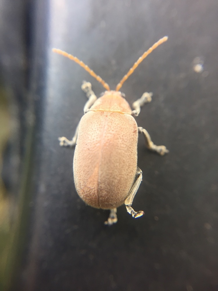 Menippus