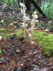 Cephalanthera austiniae