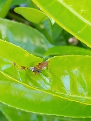 Closterotomus biclavatus