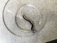 Oligochaeta