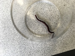 Oligochaeta