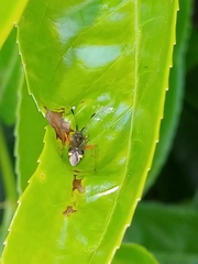 Closterotomus biclavatus