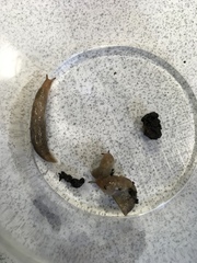 Deroceras reticulatum