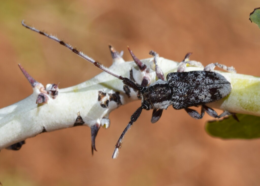 Ancita albescens