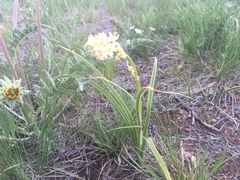 Toxicoscordion paniculatum