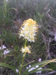 Toxicoscordion paniculatum