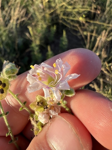 Image of Mirabilis linearis by (c) Jared Shorma, some rights reserved (CC BY)
