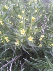 Lithospermum ruderale