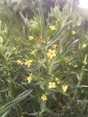 Lithospermum ruderale